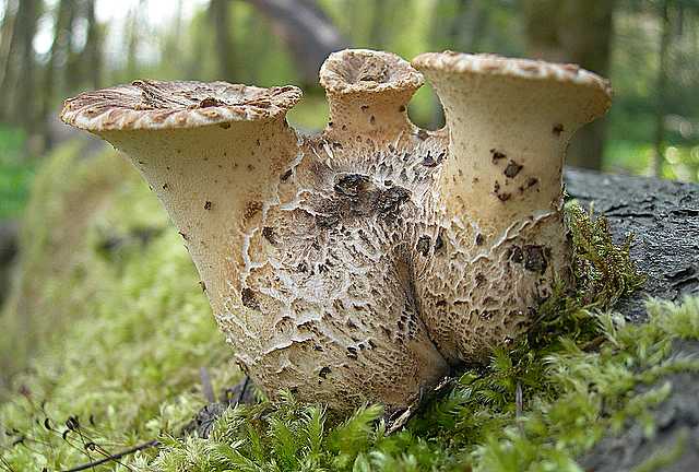 Funghi e vegetazione invasiva
